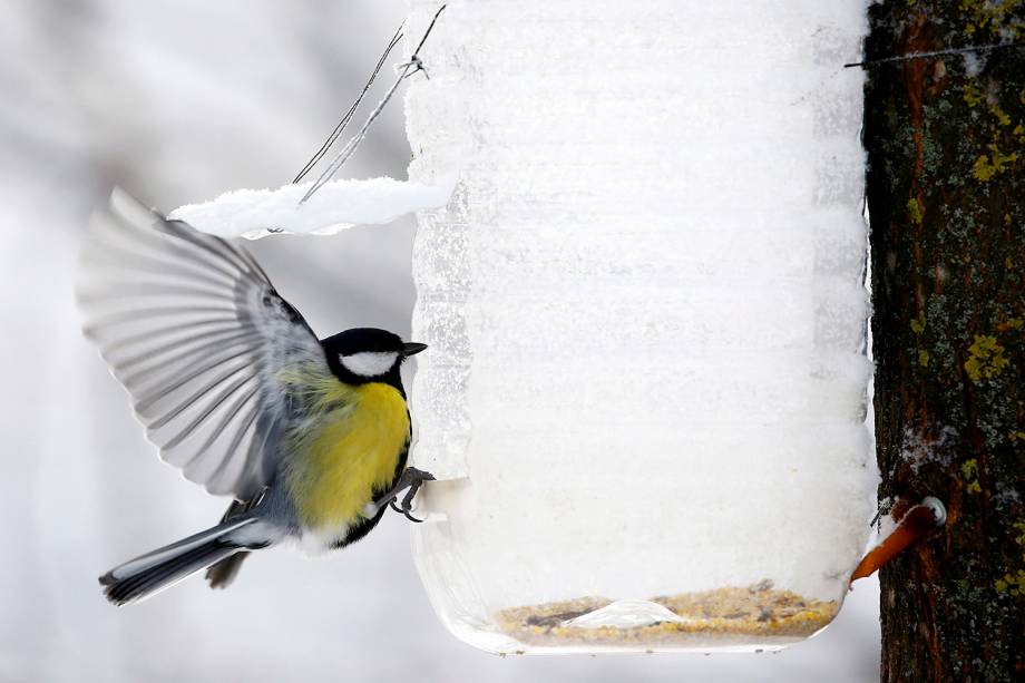 Pássaro Paridae se alimenta em um parque enquanto a temperatura cai para 15 graus Celsius negativos em Minsk, na Bielorrússia - 11/01/2019