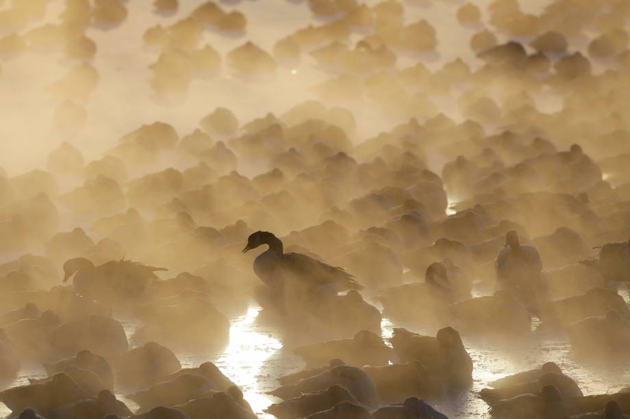 Gansos são vistos em lago de Port Washington, localizado no estado americano de Wisconsin, durante onda de frio que atinge os Estados Unidos - 30/01/2019 Gansos são vistos em lago de Port Washington, localizado no estado americano de Wisconsin, durante onda de frio que atinge os Estados Unidos - 30/01/2019