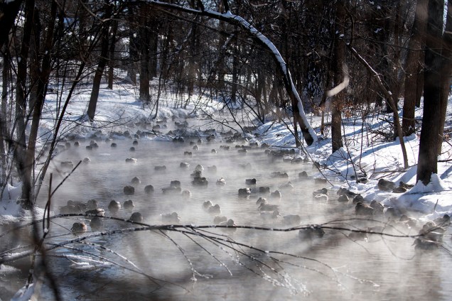 Patos se refugiam do frio nas águas do rio Minnehaha Creek, em Minneapolis, Minnesota - 30/01/2019