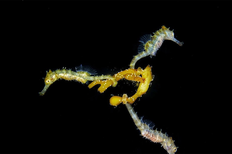 Filhotes de cavalo-marinho-de-barriga (Hippocampus abdominalis) são fotografados no estado australiano de Victoria. A fotografia conquistou o prêmio na categoria 'Mirrorless Macro'