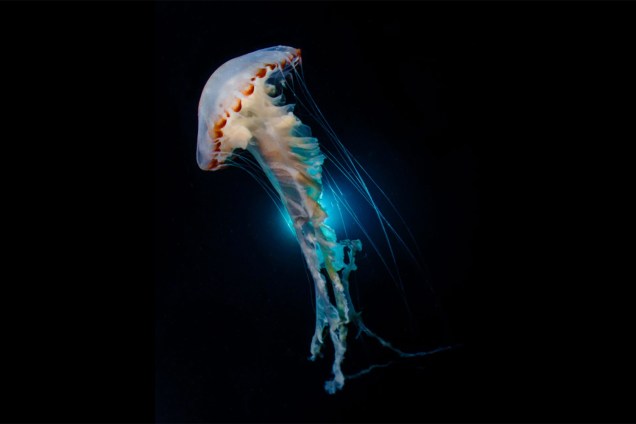 Medusa é fotografada na costa nordeste de Taiwan. A fotografia conquistou o prêmio na categoria 'Ângulo amplo compacto'(Compact Wide-Angle)