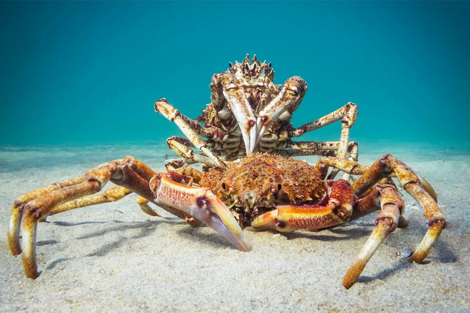 Caranguejos da família 'Majoidea' são fotografados no estado australiano de Victoria. A fotografia conquistou o prêmio na categoria 'Comportamento Compacto' (Compact Behavior)