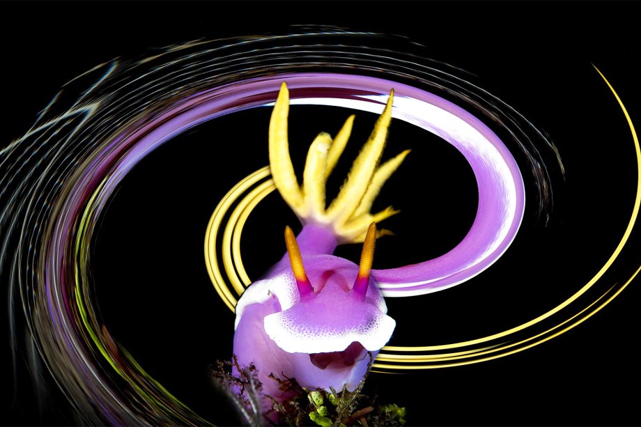 Molusco da espécie Hypselodoris bullocki nudibranch é fotografado em Bali, ilha localizada na Indonésia. A fotografia conquistou o prêmio na categoria 'Arte Subaquática' (Underwater Art)