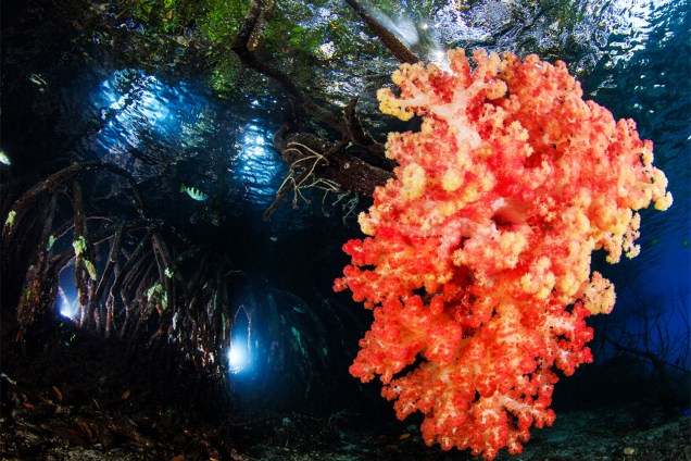 Corais são fotografados em mangue localizado na ilhas de Raja Ampat, na Indonésia. A fotografia conquistou o prêmio na categoria 'Paisagens de recife' (Reefscapes)
