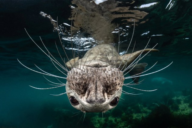 Fotografia de foca-cinzenta conquistou o prêmio na categoria 'Água fria' (Cold Water)