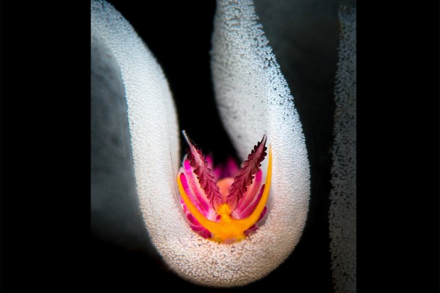 Molusco da espécie Favorinus pacificus é fotografado próximo de ovos em Anilao, nas Filipinas. A fotografia conquistou o prêmio na categoria 'Nudibrânquios'