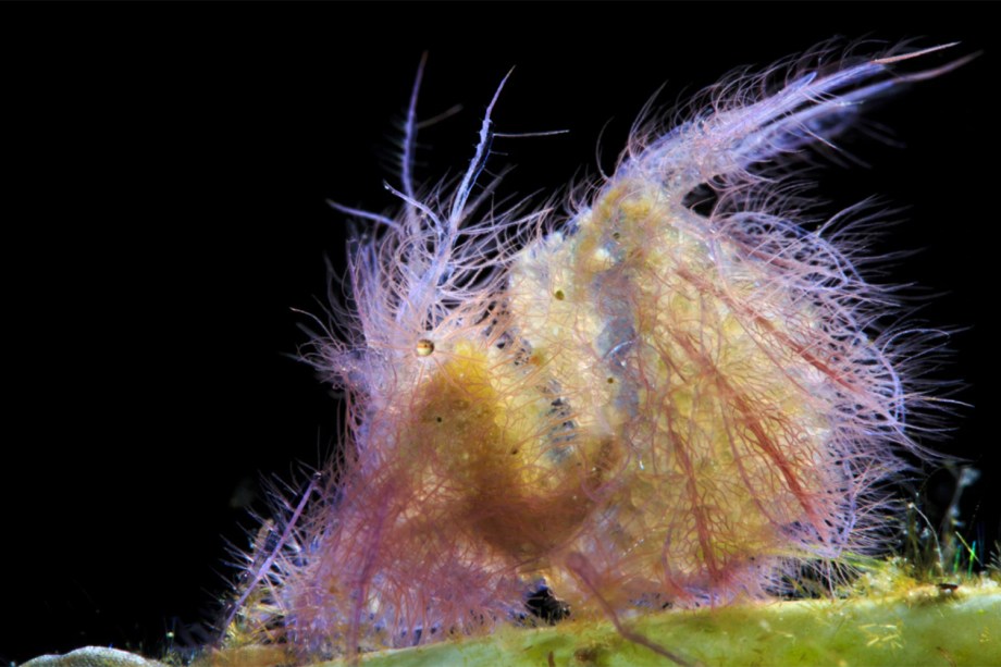 Crustáceo da espécie phycocaris simulans é fotografado em Anilao, na Filipinas. A fotografia conquistou o prêmio na categoria 'Supermacro'