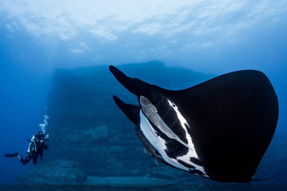 Jamanta, peixe cartilagíneo, é fotografado na Ilha Socorro, localizada no México.  A fotografia conquistou o prêmio na categoria 'Novice DSLR'