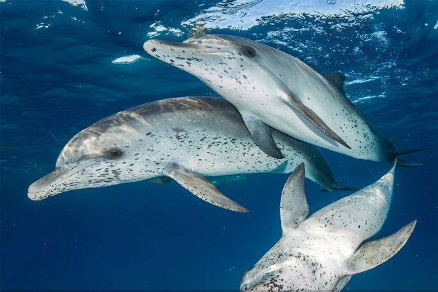 Golfinhos-pintados-do-atlântico são fotografados em Bimini, nas Bahamas. A fotografia conquistou o prêmio na categoria 'Grande angular sem espelho'(Mirrorless Wide-Angle)