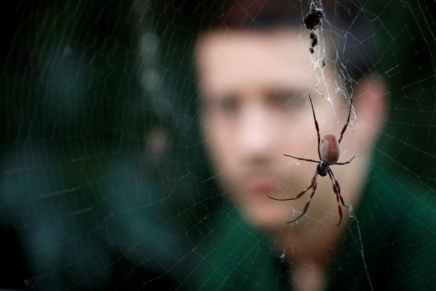 Funcionário do Zoológico de Londres observa aranha em sua teia durante a contagem anual dos animais residentes - 03/01/2019