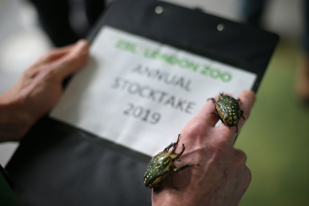 Espécie de besouro é catalogada durante contagem anual do Zoológico de Londres - 03/01/2018
