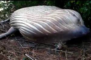 Baleia morta em zona de mata no Pará