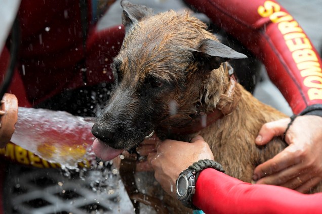 Cachorro resgatado é lavado para remoção de lama proveniente do rompimento de barragem em Brumadinho - 13/02/2019