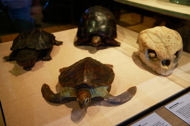 Tartarugas na exposição 'Museu Nacional Vive - Arqueologia do Resgate' - 25/02/2019