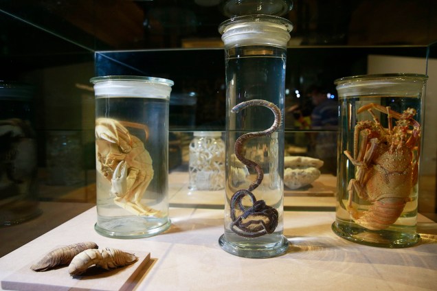 Crustáceos na exposição 'Museu Nacional Vive - Arqueologia do Resgate' - 25/02/2019