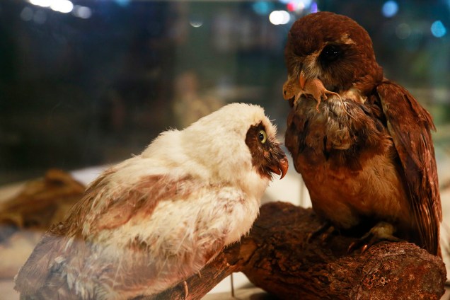 Coleção de aves na exposição 'Museu Nacional Vive - Arqueologia do Resgate' - 25/02/2019