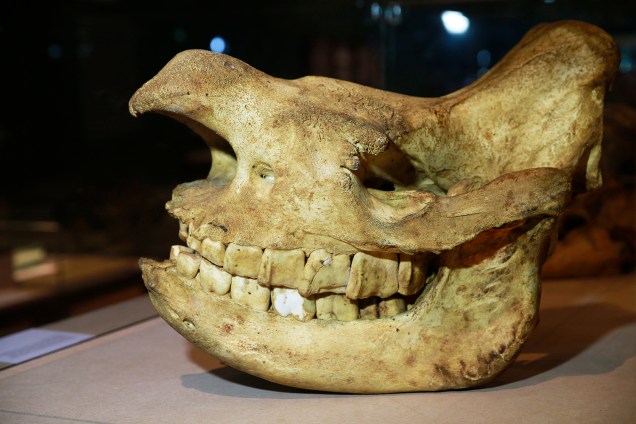 Crânio de rinoceronte-negro na exposição 'Museu Nacional Vive - Arqueologia do Resgate' - 25/02/2019