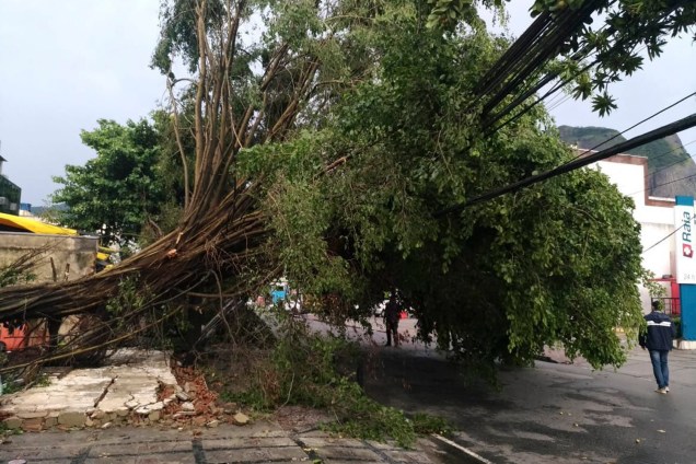 Chuvas provocam quedas de árvore e tapumes na Barra da Tijuca - 07/02/2019