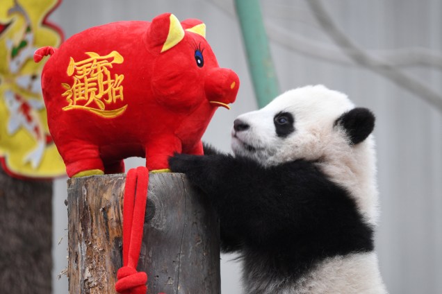 Filhote de panda gigante brinca com porco de pelúcia durante evento para celebrar o Ano Novo Lunar na Shenshuping panda base em Wolong, província de Sichuan, China - 31/01/2019