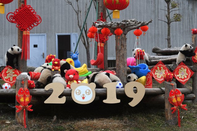 Filhotes de panda gigante brincam com decoração da celebração de Ano Novo Lunar na Shenshuping panda base em Wolong, província de Sichuan, China - 31/01/2019