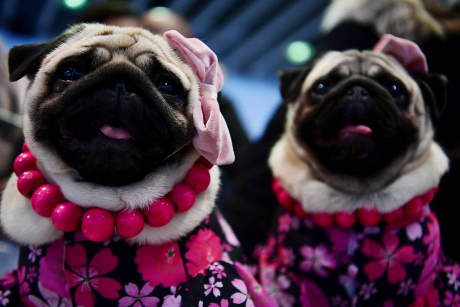 Pugs participam do Westminster Kennel Club Dog Show, realizado em Nova York - 09/02/2019