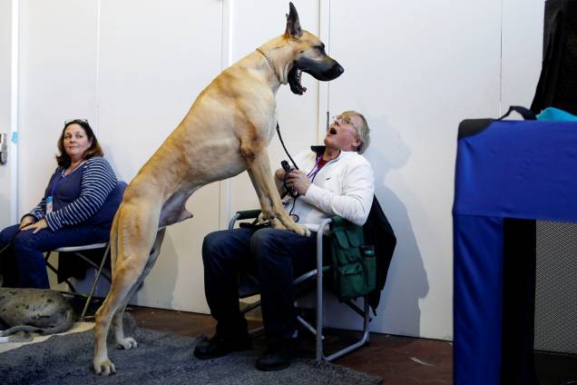 Don Smith reage ao bocejo de um Dogue alemão durante o Westminster Kennel Club Dog Show, em Nova York - 09/02/2019 Don Smith reage ao bocejo de um Dogue alemão durante o Westminster Kennel Club Dog Show, em Nova York - 09/02/2019