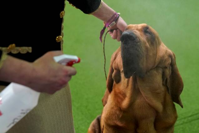 Cão da raça Bloodhound durante o  Westminster Kennel Club Dog Show, realizado em Nova York - 11/02/2019