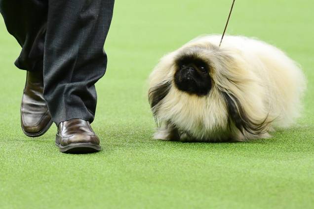 Pequinês e seu dono competem na categoria Toy do Westminster Kennel Club Dog Show, realizado em Nova York - 11/02/2019 Pequinês e seu dono competem na categoria Toy do Westminster Kennel Club Dog Show, realizado em Nova York - 11/02/2019