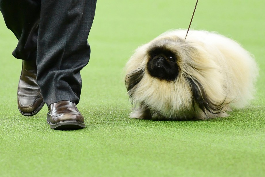 Cães de Nova York: os visitantes de quatro patas favoritos do ESB