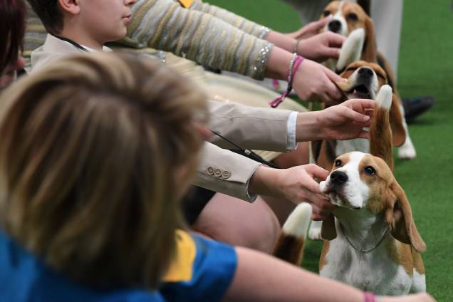 Beagles e seus donos participam de julgamento da raça durante o Westminster Kennel Club Dog Show, realizado em Nova York - 11/02/2019
