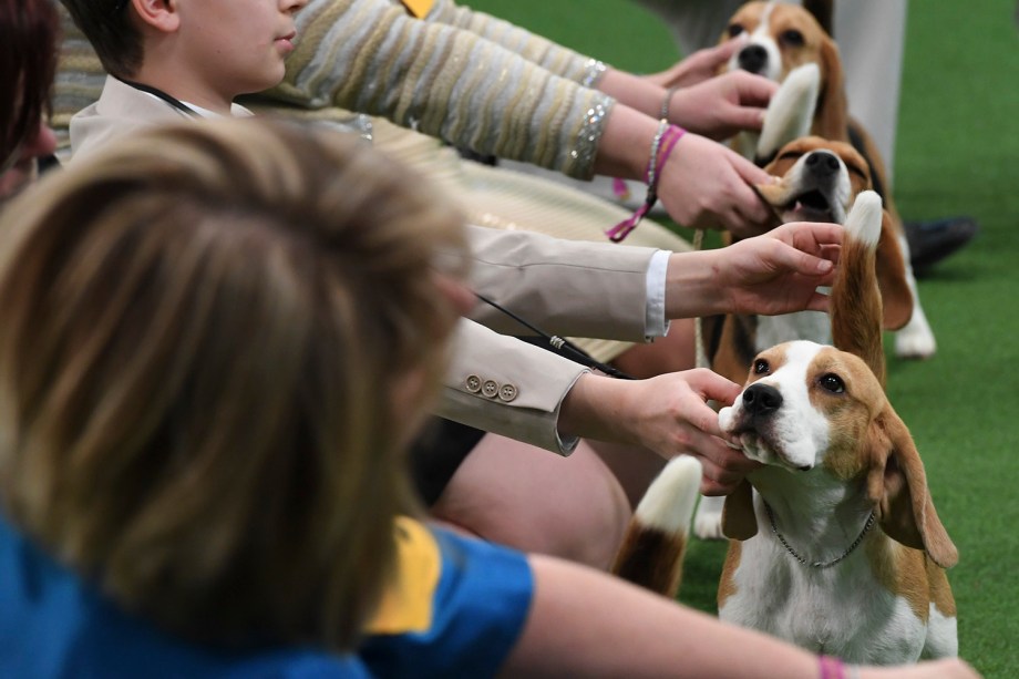 Cães de Nova York: os visitantes de quatro patas favoritos do ESB