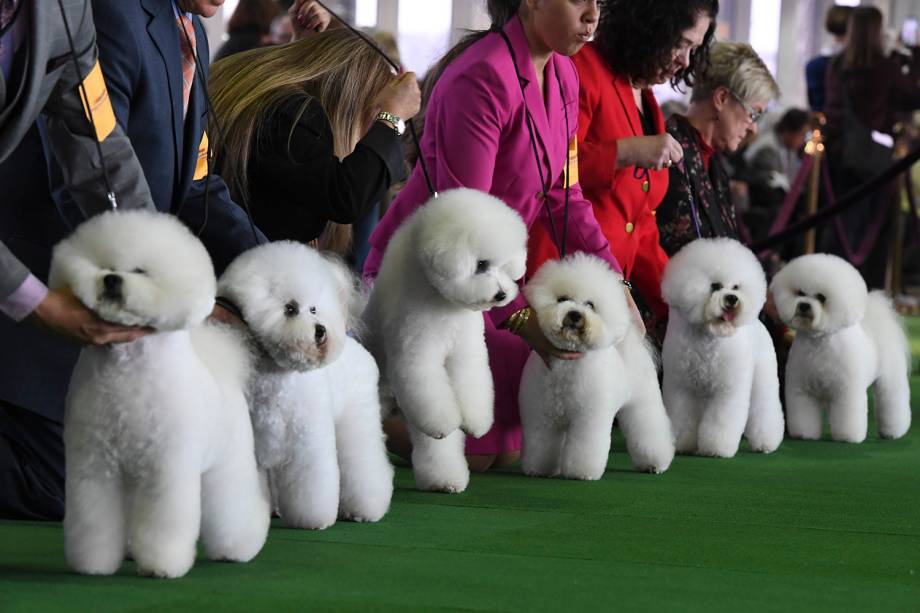 Cachorros da raça Bichon Frise são vistos durante o Westminster Kennel Club Dog Show, realizado em Nova York - 11/02/2019
