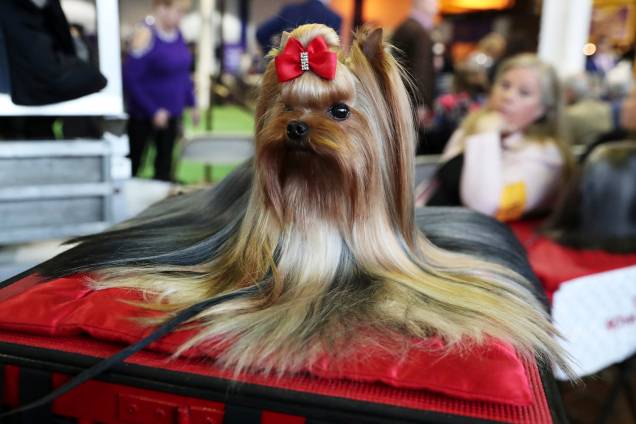 Pip, cadela da raça Yorkshire, durante o Westminster Kennel Club Dog Show, realizado em Nova York - 11/02/2019 Pip, cadela da raça Yorkshire, durante o Westminster Kennel Club Dog Show, realizado em Nova York - 11/02/2019