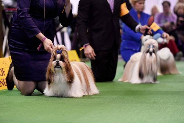 Cães da raça Shih Tzu participam do Westminster Kennel Club Dog Show, realizado em Nova York - 11/02/2019 Cães da raça Shih Tzu participam do Westminster Kennel Club Dog Show, realizado em Nova York - 11/02/2019