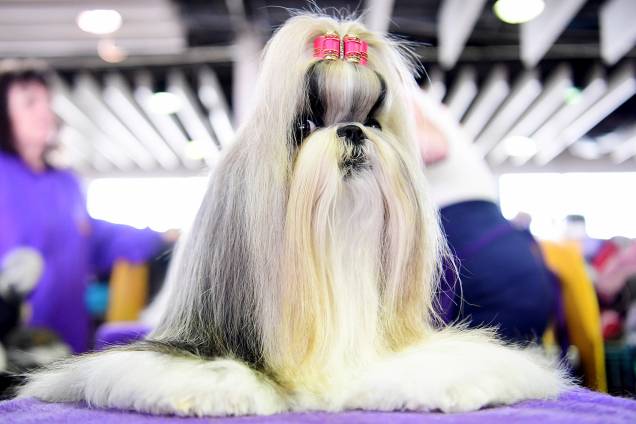 Madison, uma Shih Tzu, é penteada antes de participar do Westminster Kennel Club Dog Show, realizado em Nova York - 11/02/2019