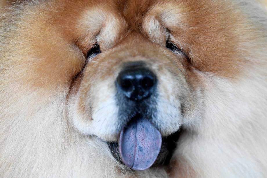 Danny, um Chow Chow, posa para foto durante exposição de cães do Westminster Kennel Club Dog Show, realizado em Nova York - 11/02/2019