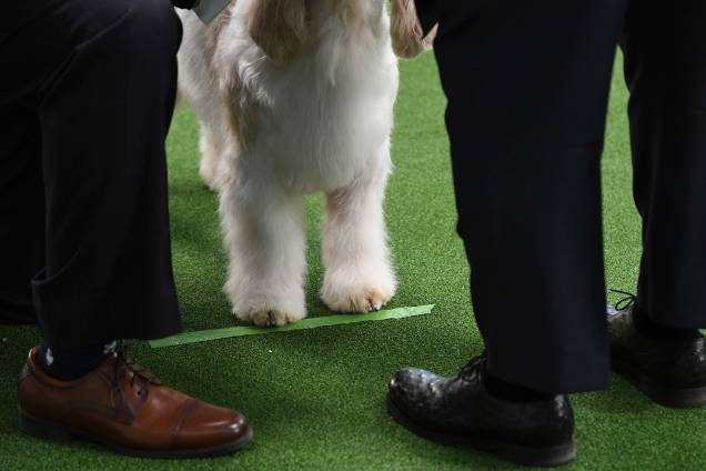 Basset Griffon da Vendeia é avaliado por juiz durante o Westminster Kennel Club Dog Show, realizado em Nova York - 11/02/2019