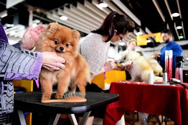 Eve, um Spitz Alemão, se prepara para a exposição de cães do Westminster Kennel Club Dog Show, em Nova York - 11/02/2019