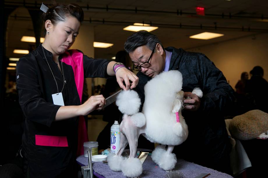 Cão recebe preparação final para competir durante o Westminster Kennel Club Dog Show, realizado em Nova York - 11/02/2019
