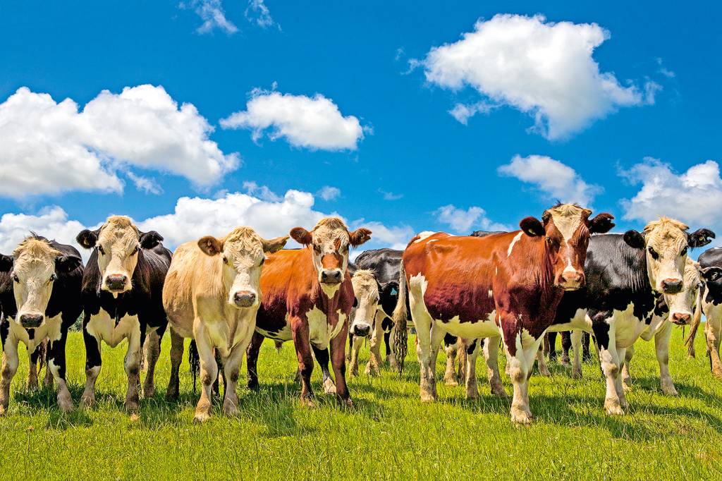 Vacas no pasto Vacas no pasto