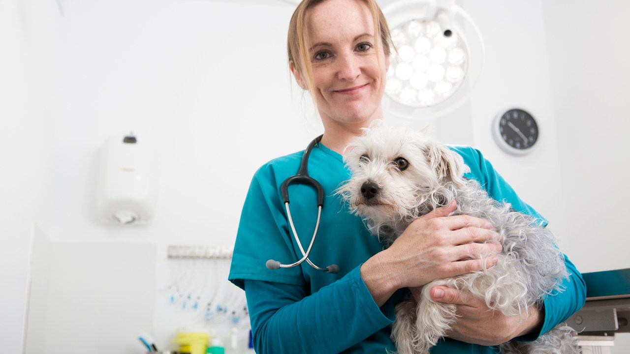 Atendimento de cão em clínica veterinária