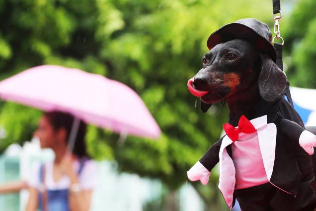 Cães são vistos fantasiados para participarem do 'Blocão', em praça localizada na Barra da Tijuca - 02/03/2019