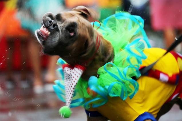 Cães participam do 'Blocão', em praça localizada na Barra da Tijuca, no Rio de Janeiro (RJ) - 02/03/2019