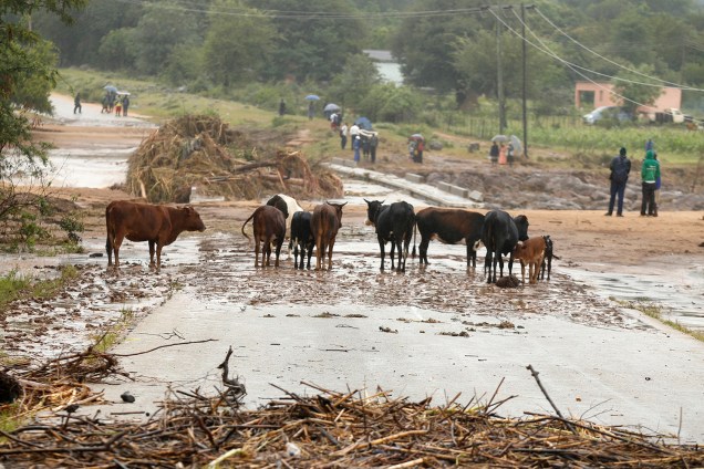 Vacas são vista em ponte bloqueada em Chimanimani, Zimbábue - 18/03/2019