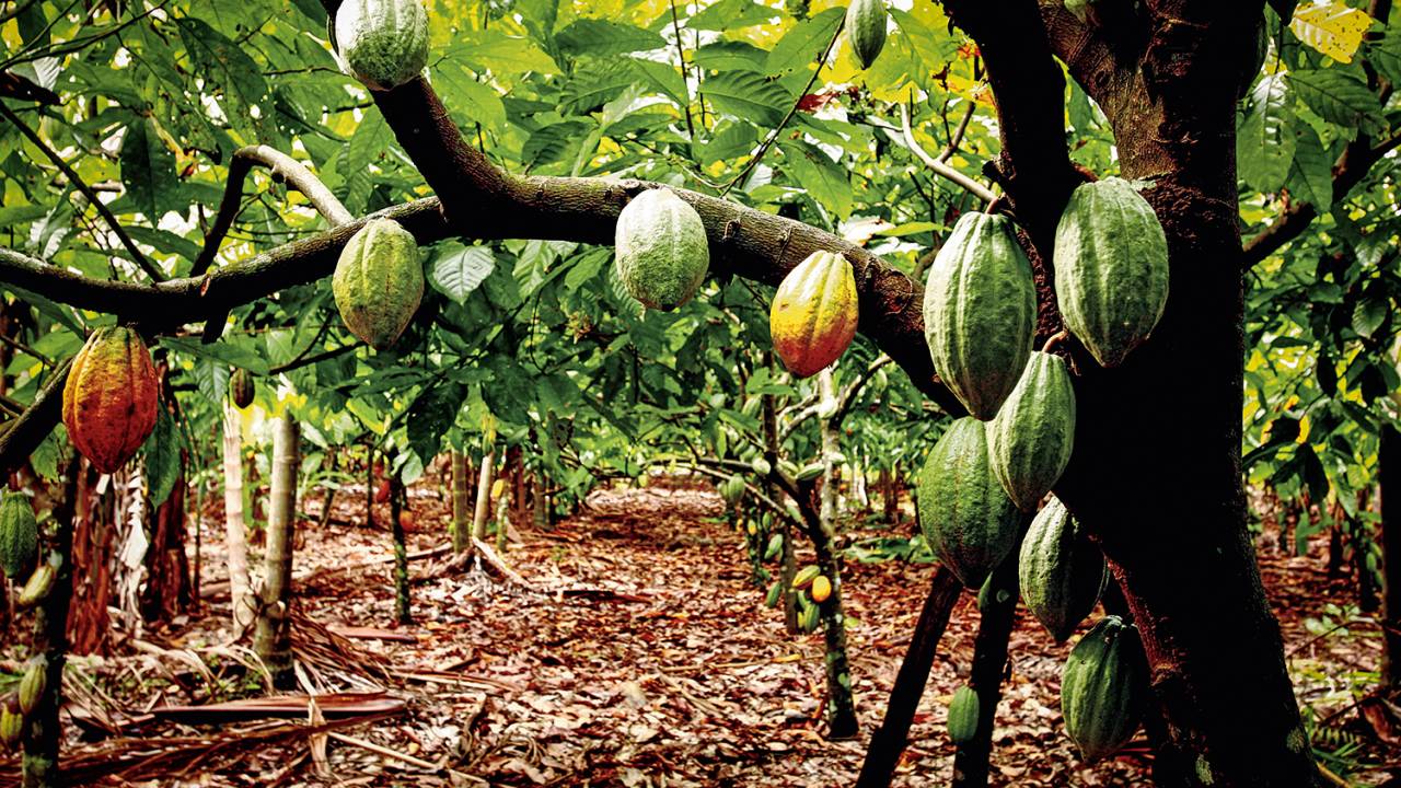 agricultura