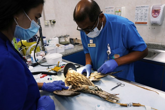 Falcão recebe tratamento médico no Abu Dhabi Falcon Hospital, localizado nos Emirados Árabes Unidos - 28/04/2019