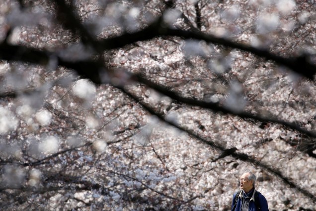 Idoso observa as cerejeiras em Tóquio, Japão - 27/03/2019