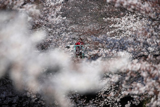 Mulher fotografa as cerejeiras em Tóquio, Japão - 27/03/2019