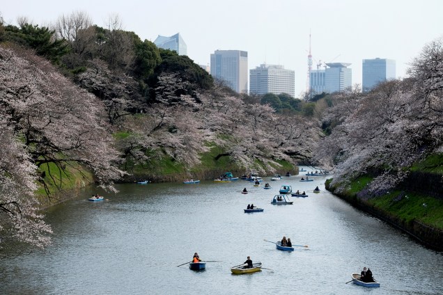 Barcos a remo passam por flores de cerejeira na capital japonesa Tóquio, Japão - 27/03/2019