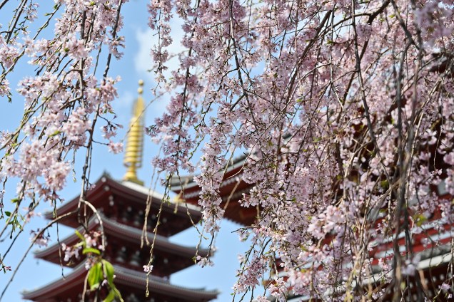 Cerejeira é vista no templo de Sensoji no distrito de Asakusa de Tóquio, Japão - 27/03/2019